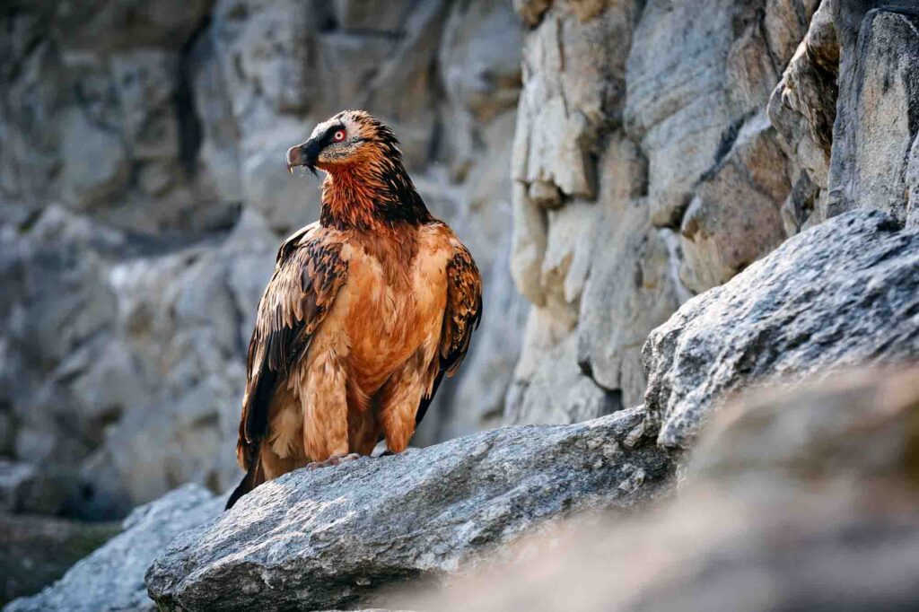 Lammergeier Bearded vulture sitting on rock