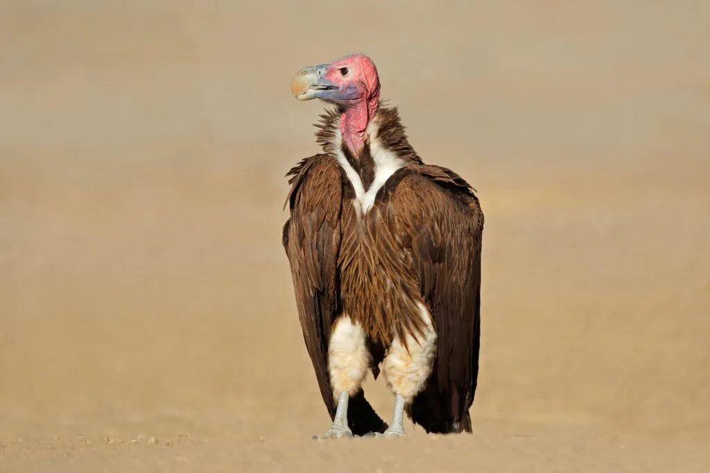 Lappet-faced vulture (Torgos tracheliotus) sitting on the ground