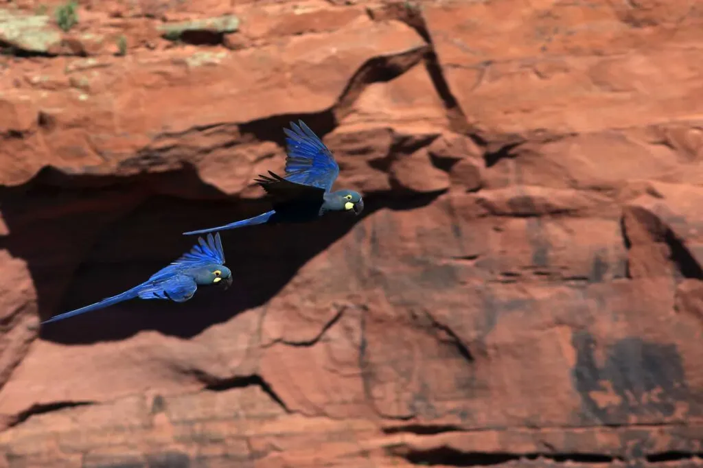 Lear's Macaws flying