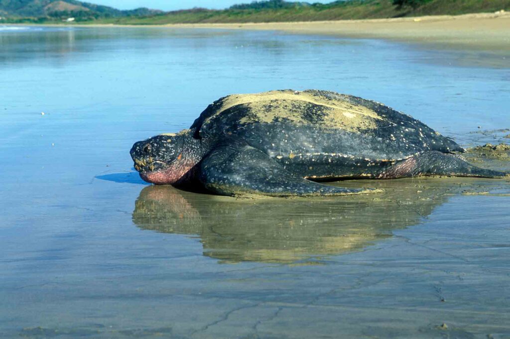 Leatherback Sea Turtle coming back to the sea