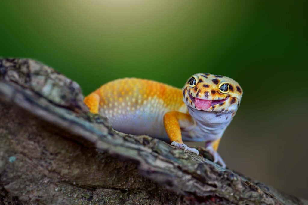 Leopard gecko closeup