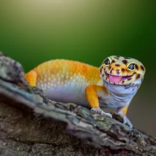 Leopard gecko closeup
