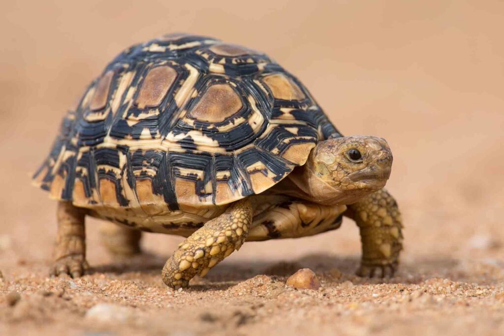 Leopard tortoise walking slowly on sand