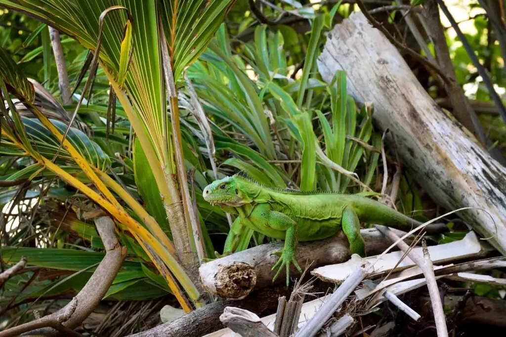 Lesser Antillean iguana in the forest