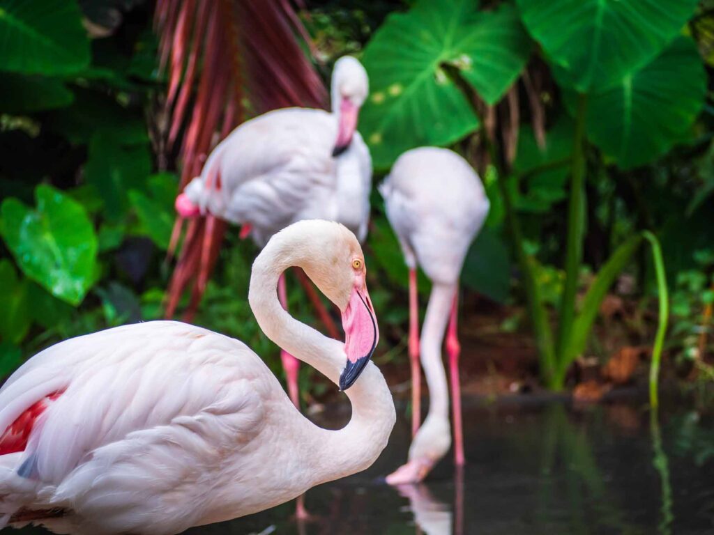 Lesser Flamingo flock in lake