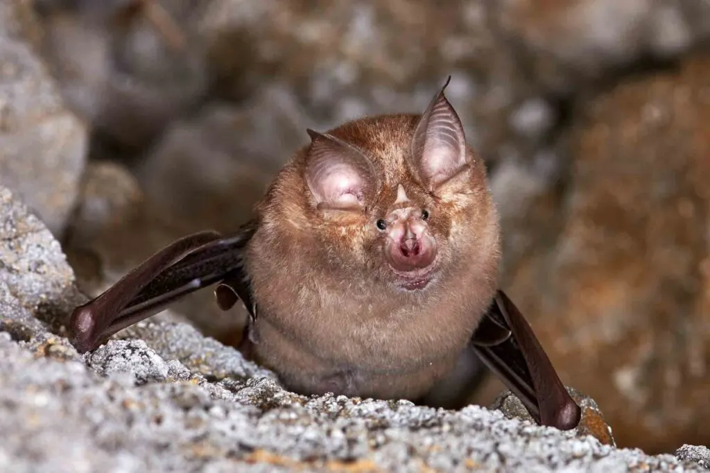 Lesser horseshoe bat close up