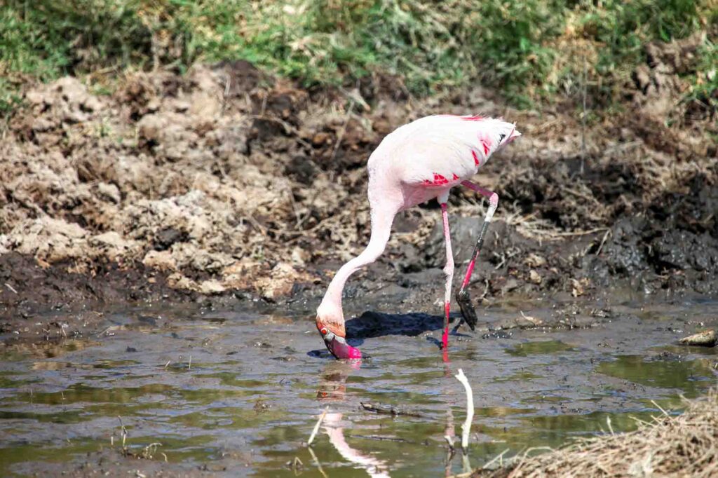 Lesser Flamingo looking for food in dirty puddle
