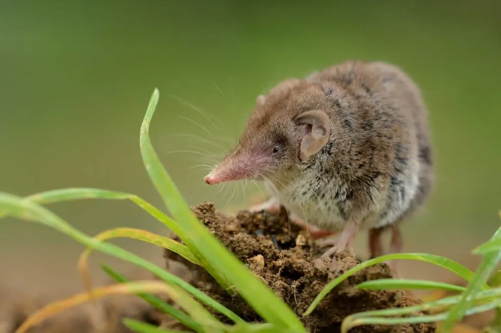 Lesser white-toothed Shrew portrait