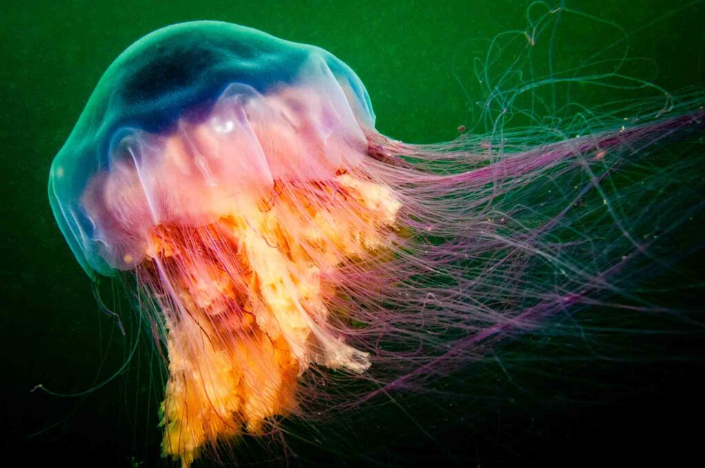 Lion's Mane jellyfish drifting underwater is one of the animals beginning with L