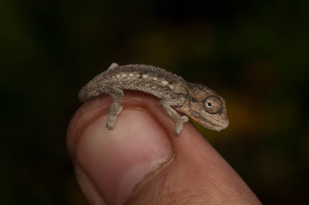 Little Karoo Dwarf Chameleon on finger