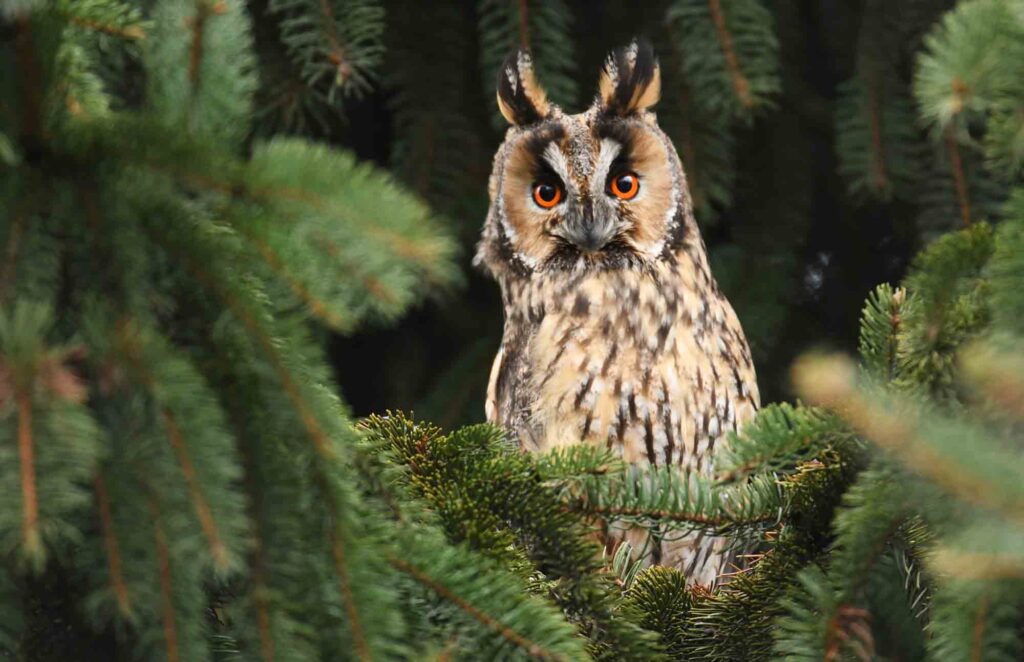 Long-eared owl facing camera