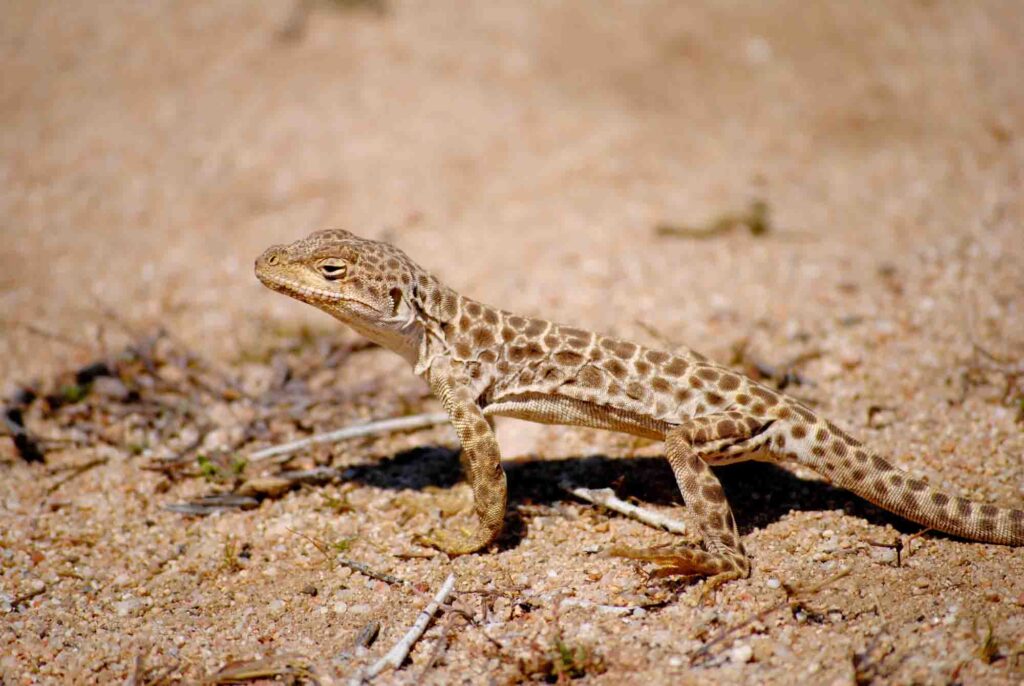 Long-nosed leopard lizard walking on sand