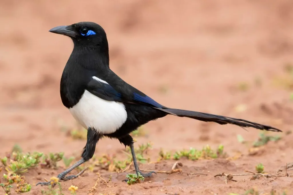 Maghreb Magpie walking