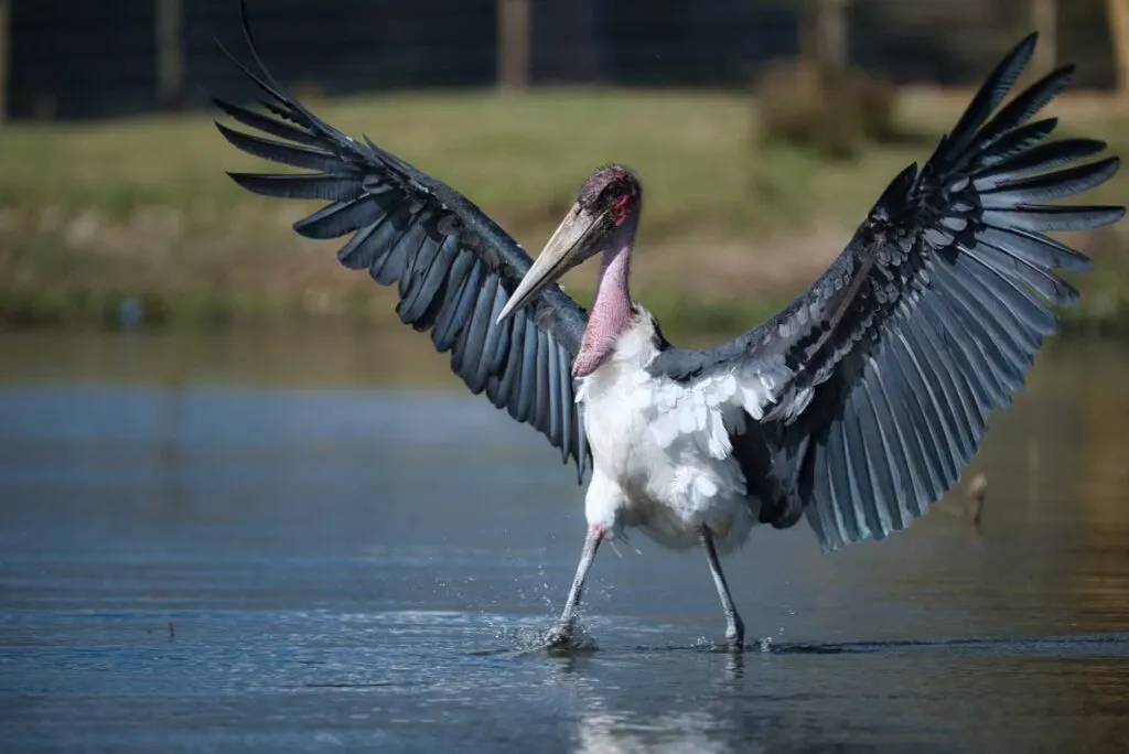 Marabou Stork Posing