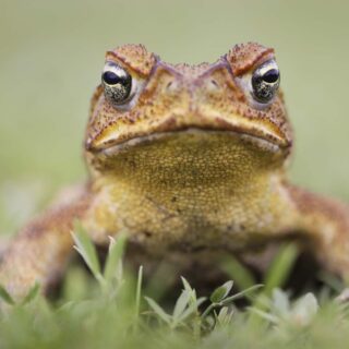 Marine toad closeup