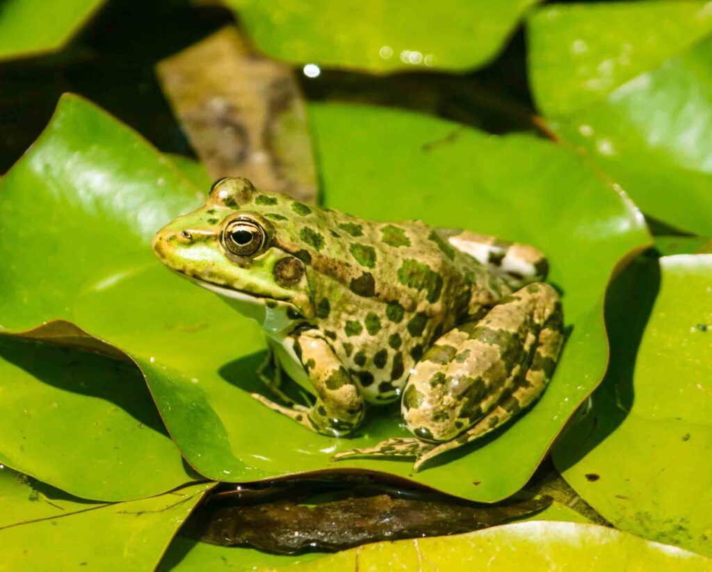 Marsh frog on lily
