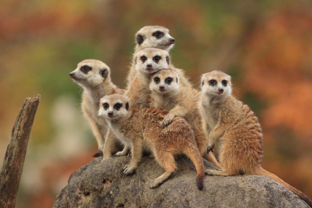 Group of meerkat, also known as suricate