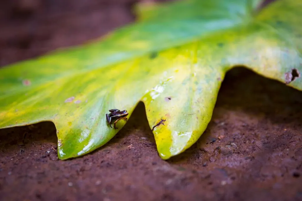 Monte Iberia eleuth frog on leaf