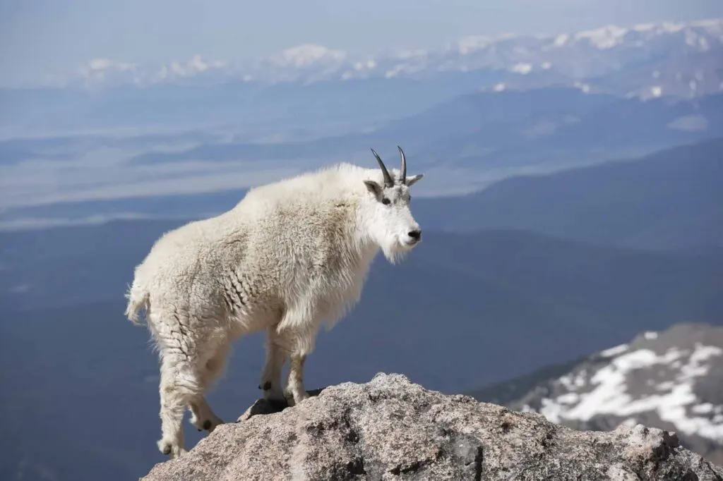 A mountain goat in the Rocky Mountains