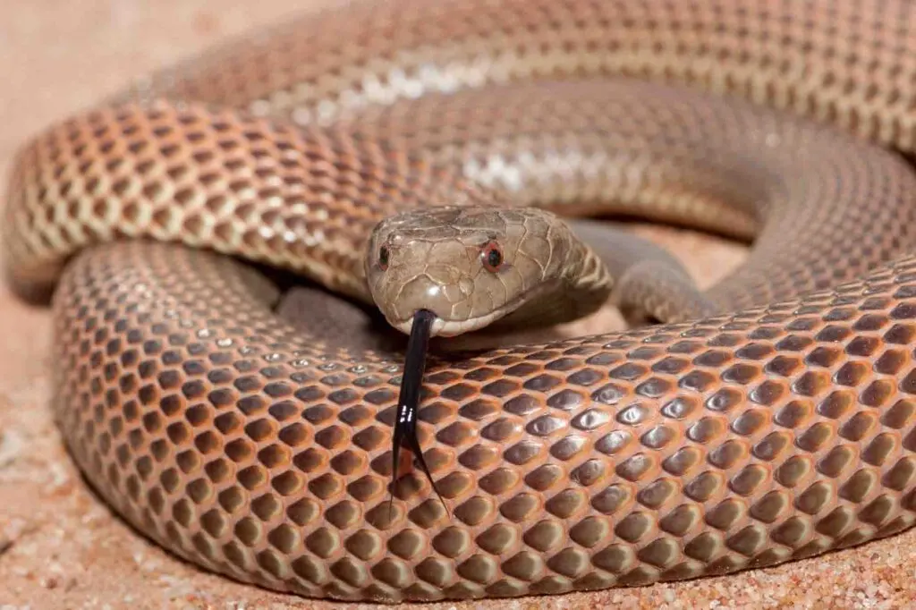 Mulga Snake closeup