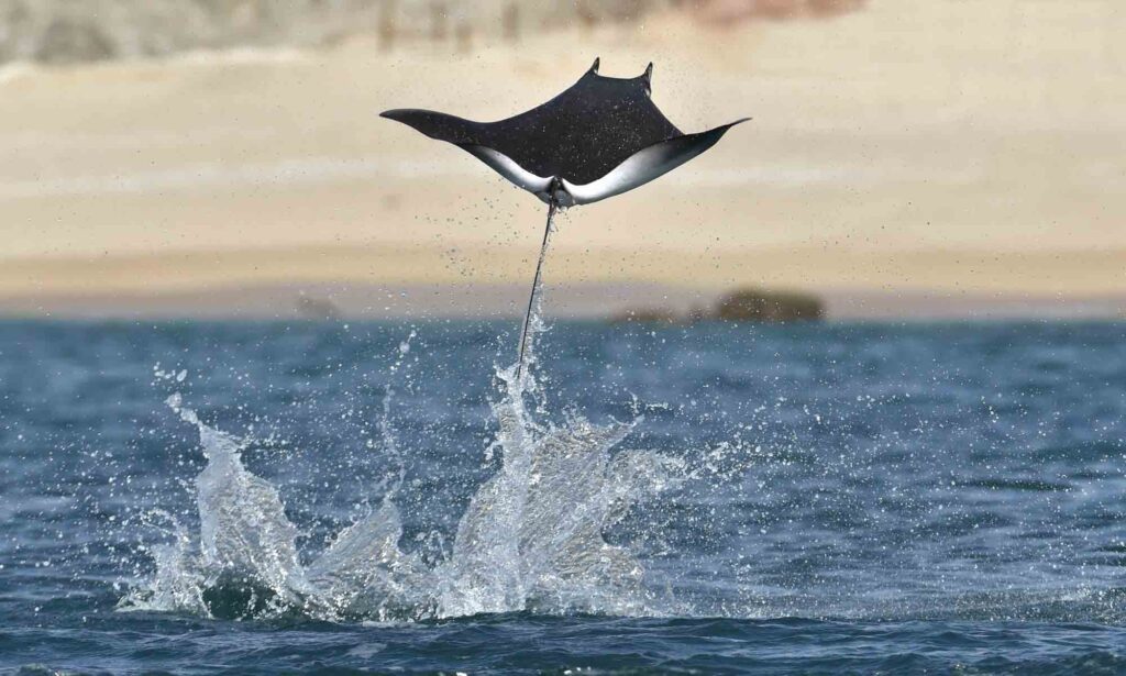 Munk's Devil Ray jumping out of water