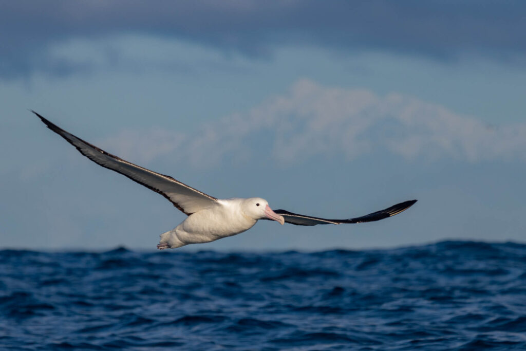 Northern Royal Albatross flying over sea