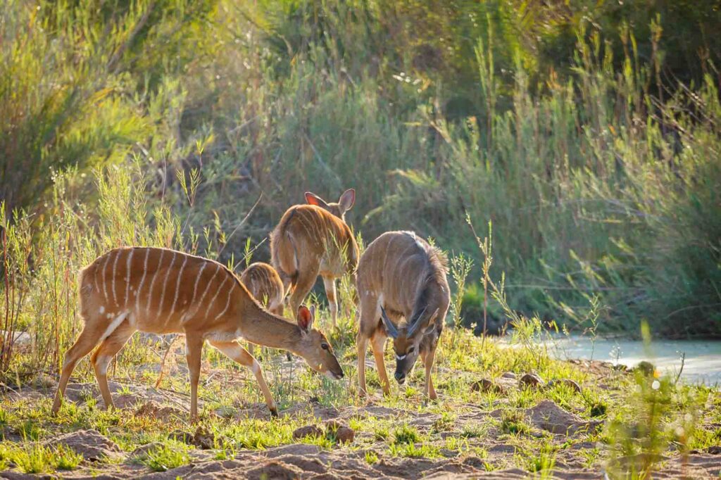 Female nyalas by the river