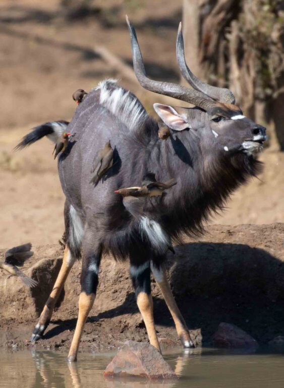 Nyala (Tragelaphus angasii) - Lifestyle, Diet, and More - Wildlife ...