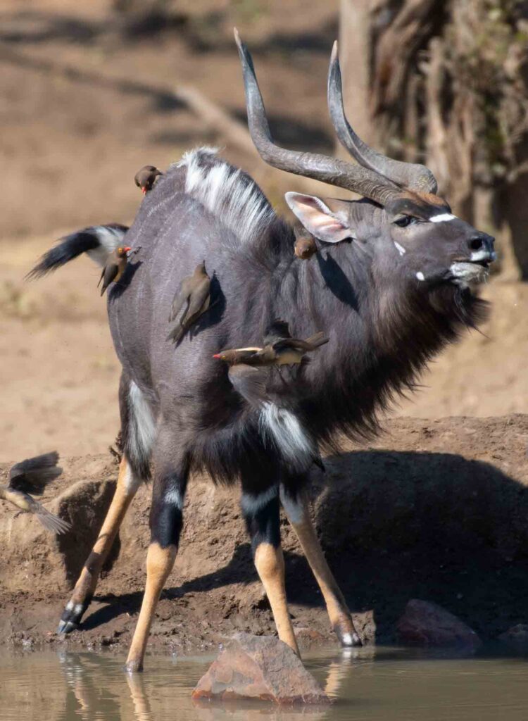 Nyala and Oxpeckers in the Kruger National Park, South Africa