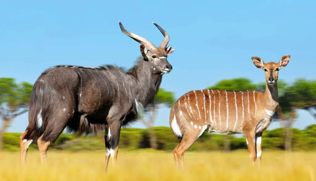 Male and female Nyala antelope