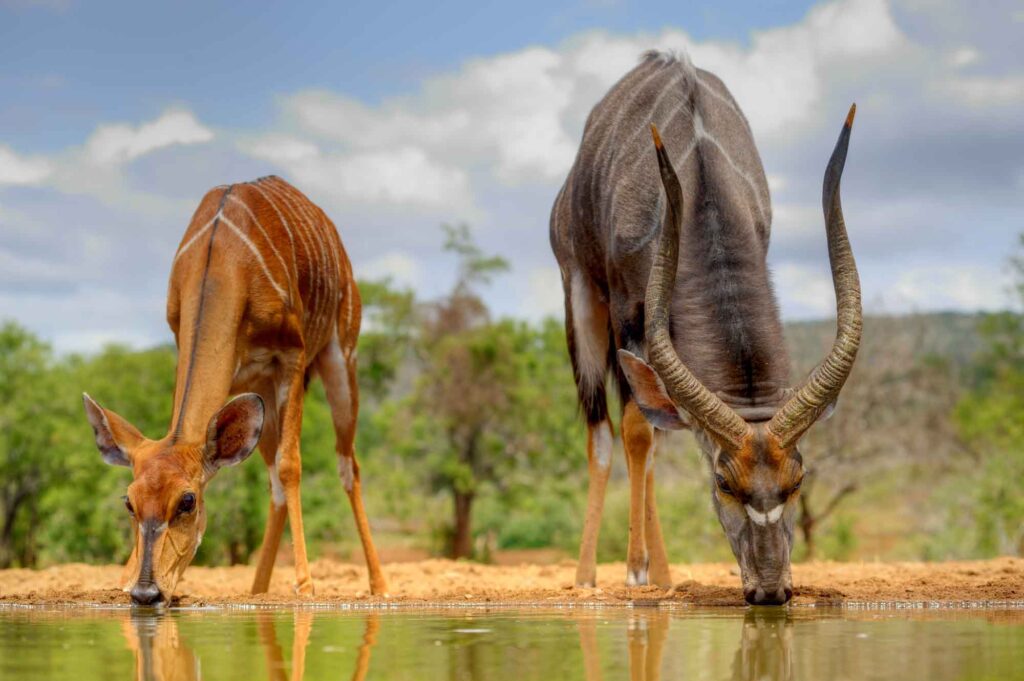 Male and female Nyala antelope drinking water