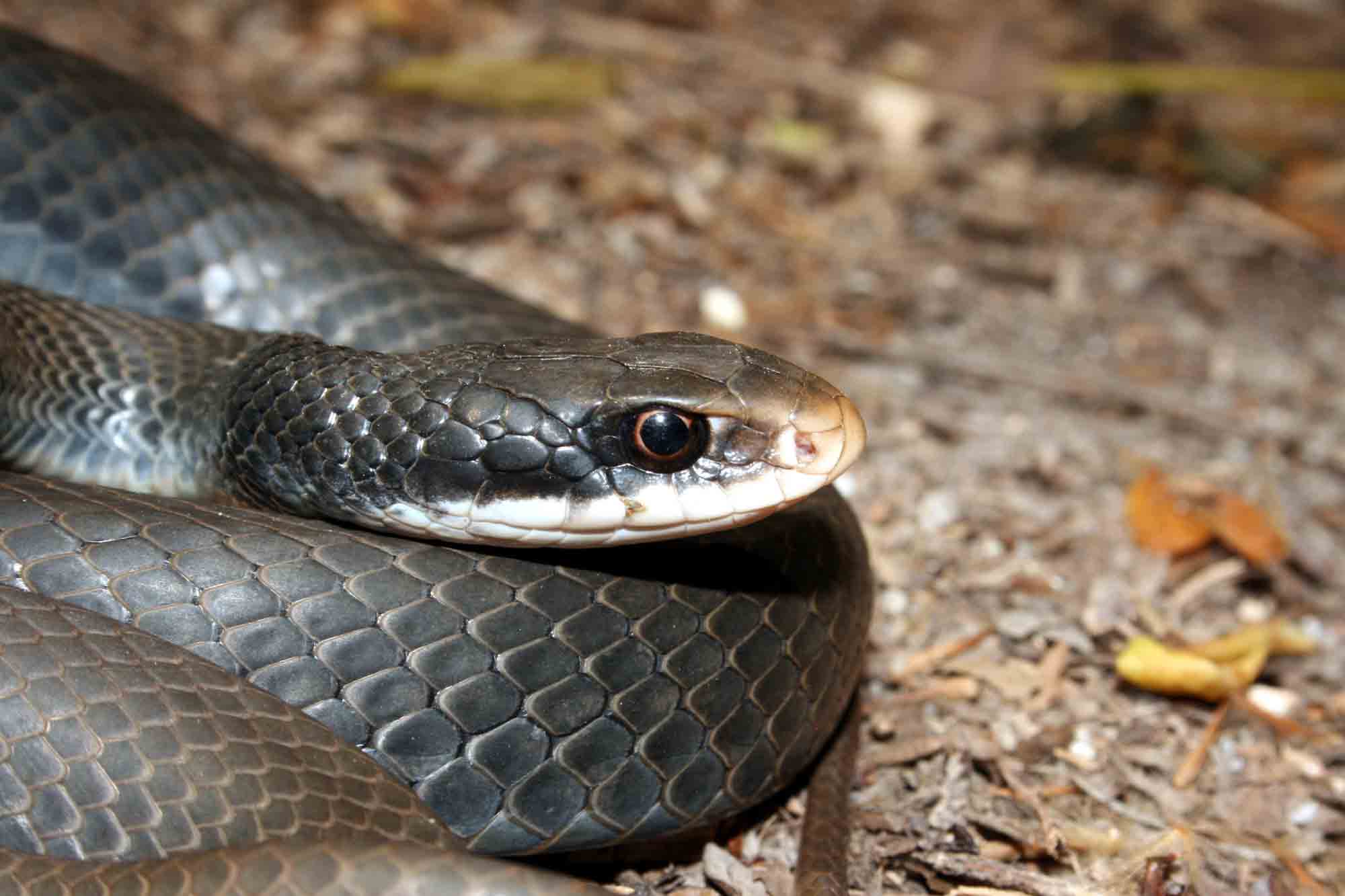 The horned rattlesnake is the fastest snake in the world!