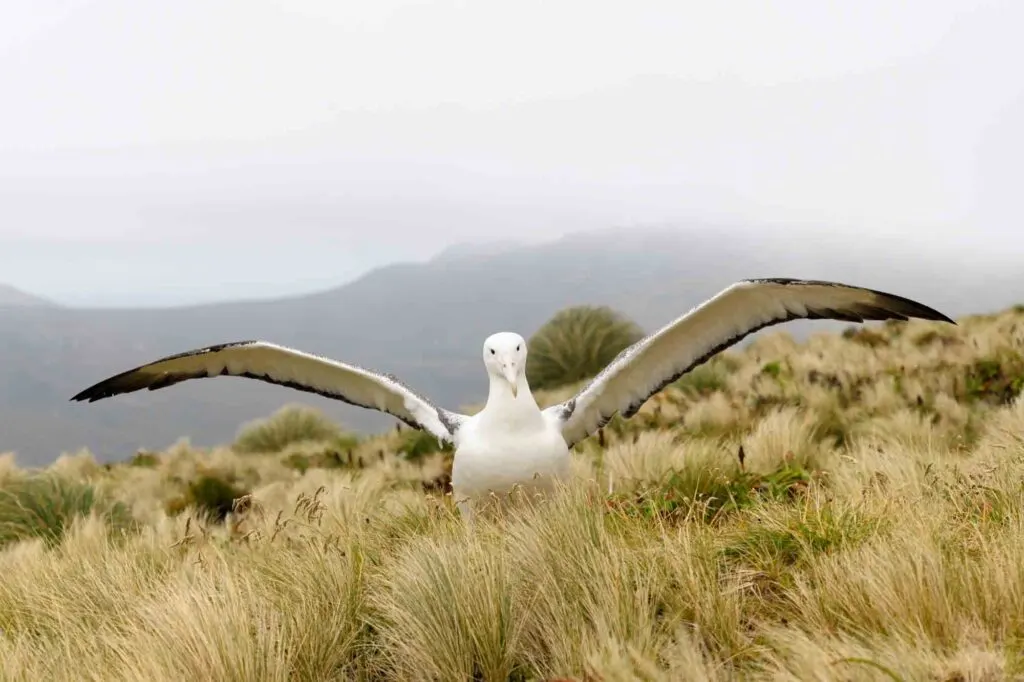 Southern Royal Albatross with open wings