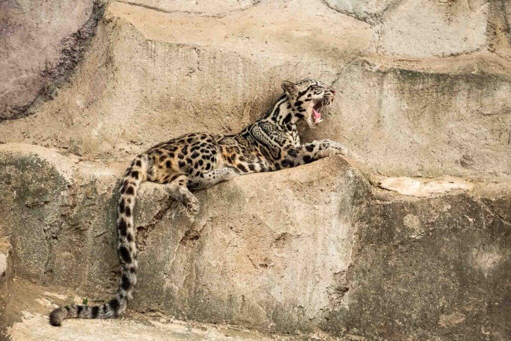 Sunda Clouded Leopard being lazy on rocks