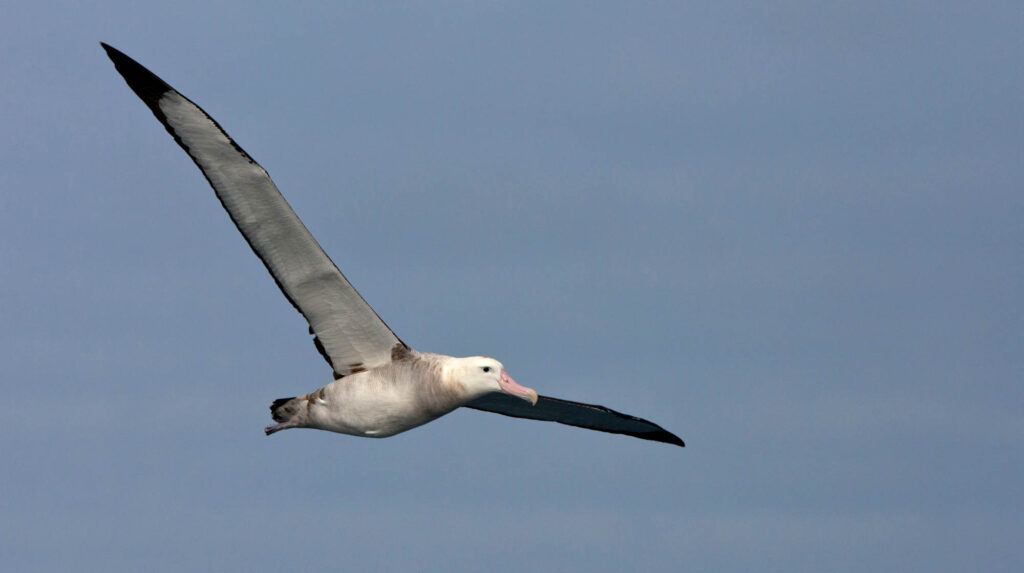 Tristan Albatross (Diomedea dabbenena) in flight at sea