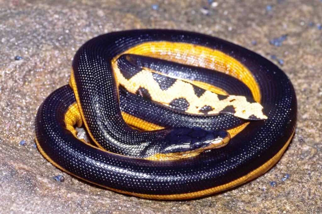 Southern Black Racer snake closeup