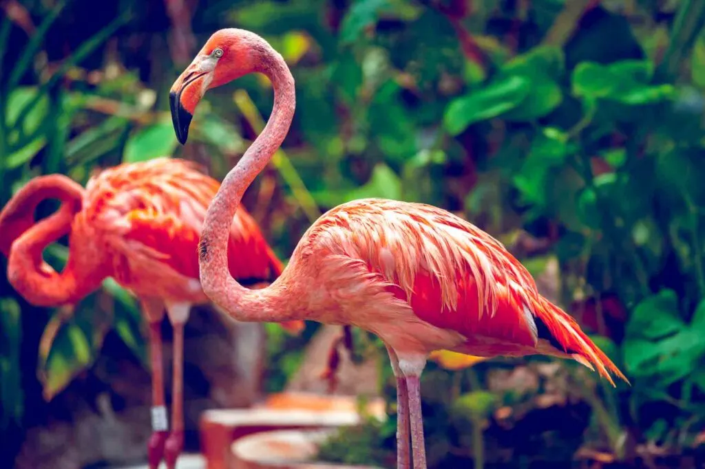 American flamingos standing next to each other