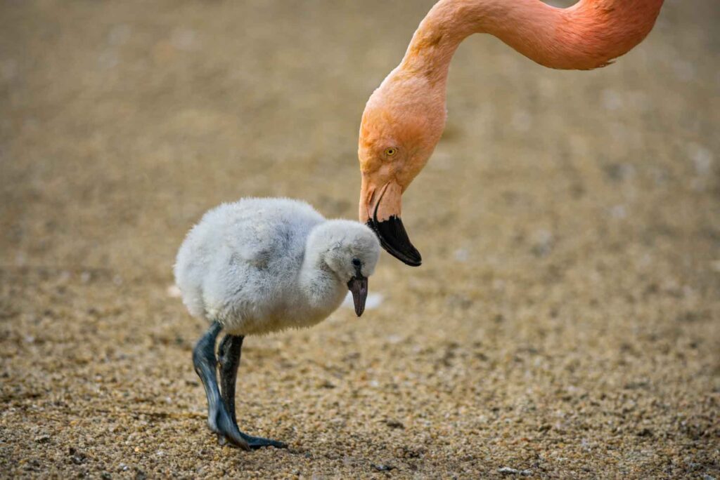 Female American flamingo and chick