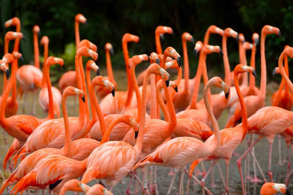 The collective noun for flamingos is flamboyance