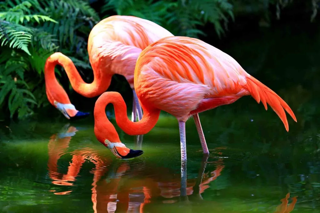 Two American flamingos in a pond
