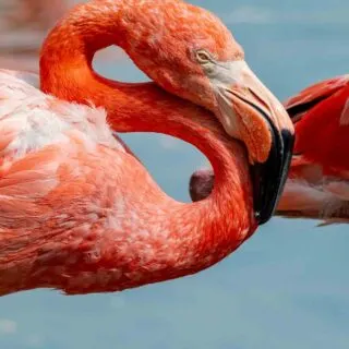 American flamingo portrait