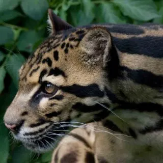 Sunda Clouded Leopard portrait