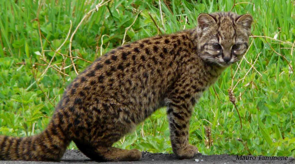 Kodkod is the smallest wild cat in the Americas