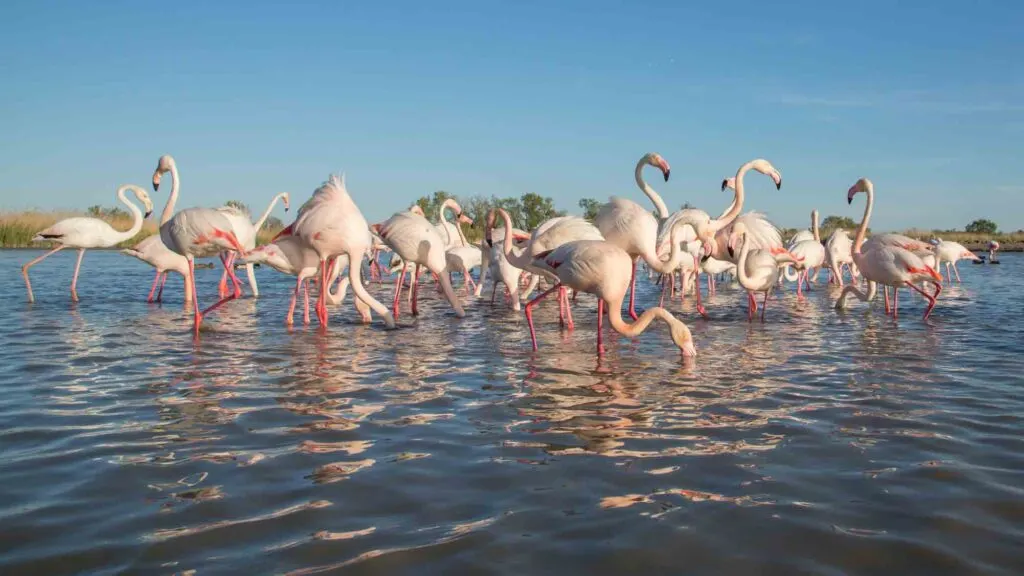 Group of Greater flamingos