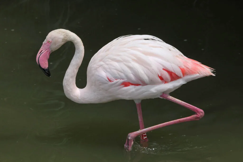 Greater Flamingo (Phoenicopterus roseus) in the wild