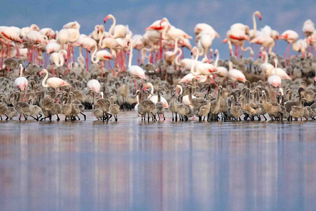 Greater Flamingos and chicks on Lake Natron
