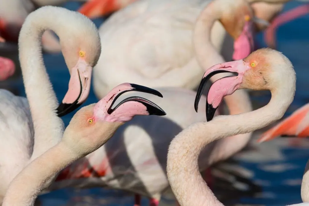 A portrait of a couple of Greater Flamingo
