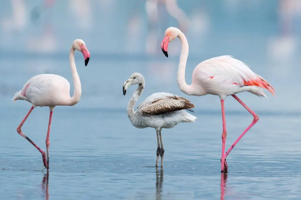 Greater flamingos and chick