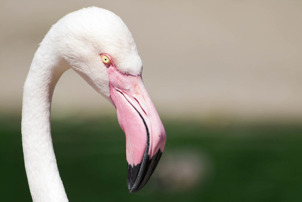 Greater flamingo portrait
