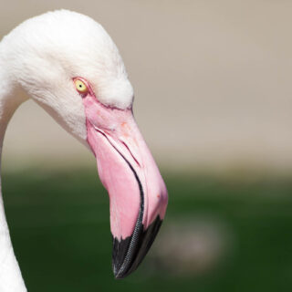 Greater flamingo portrait